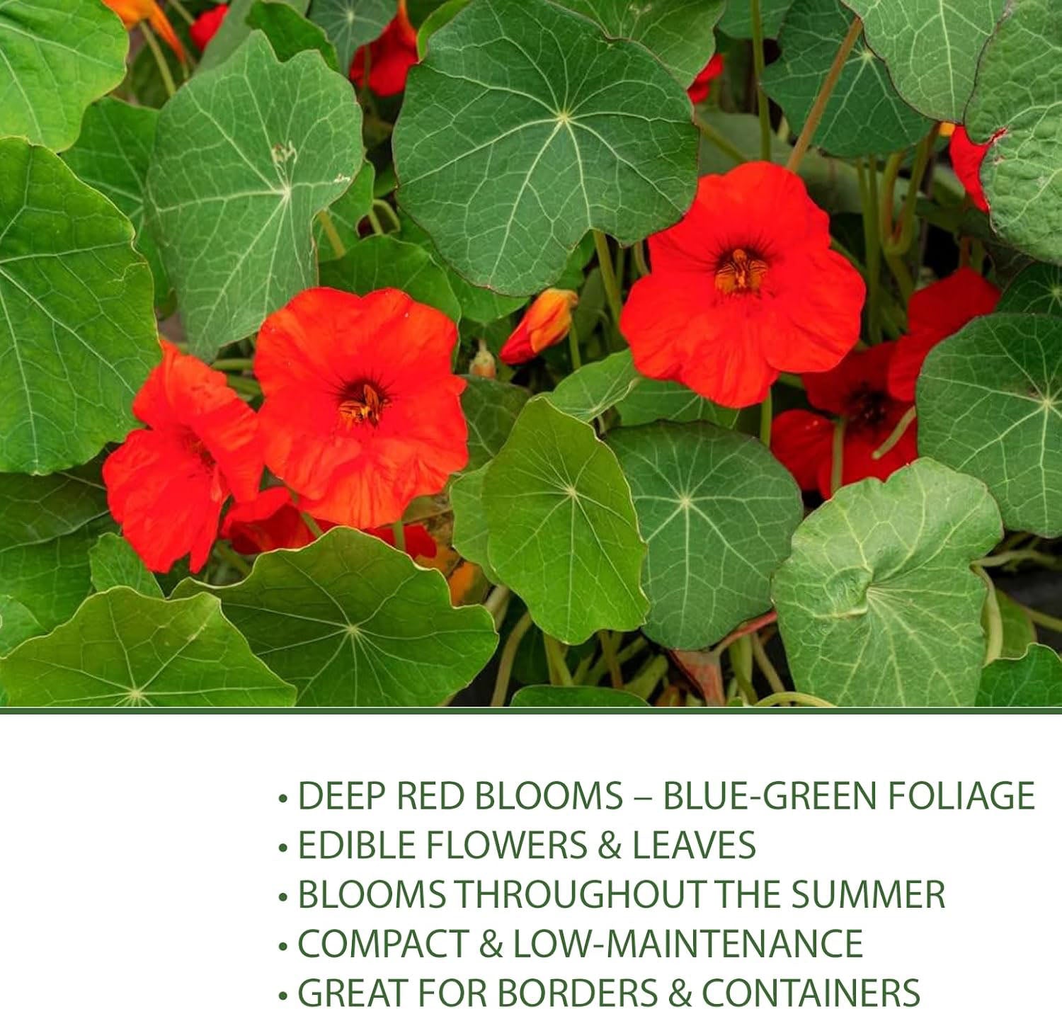 Empress of India Nasturtium Seeds (Tropaeolum nanum) – Heirloom Non-GMO Seeds by Isla’s Garden Seeds, Deep Crimson Blooms  Dark Green Foliage, Edible Flowers, Perfect for Gardens  Containers(60pcs)