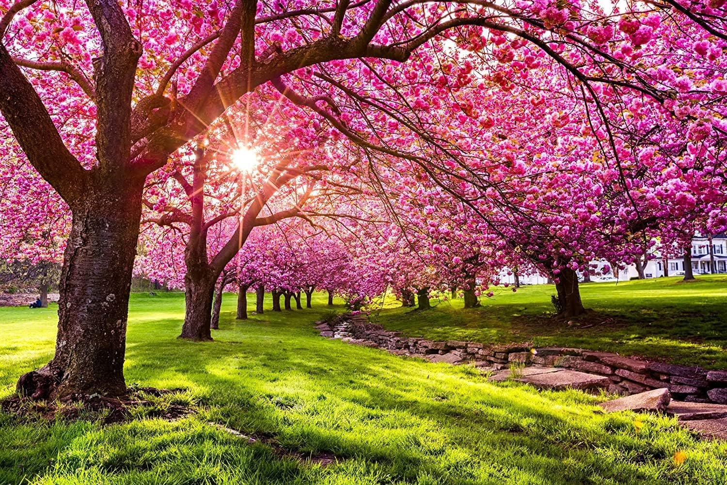 10/50/100 Japanese Flowering Cherry Blossom Tree Seeds(10 Seeds)