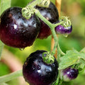 10/50/100 Seeds European Black Cherry Tomato, Heirloom, Indeterminate, Sweet and Rich Flavor, Non-GMO, Garden Favorite,Easy to Grow,Garden Favorite(10 Seeds)