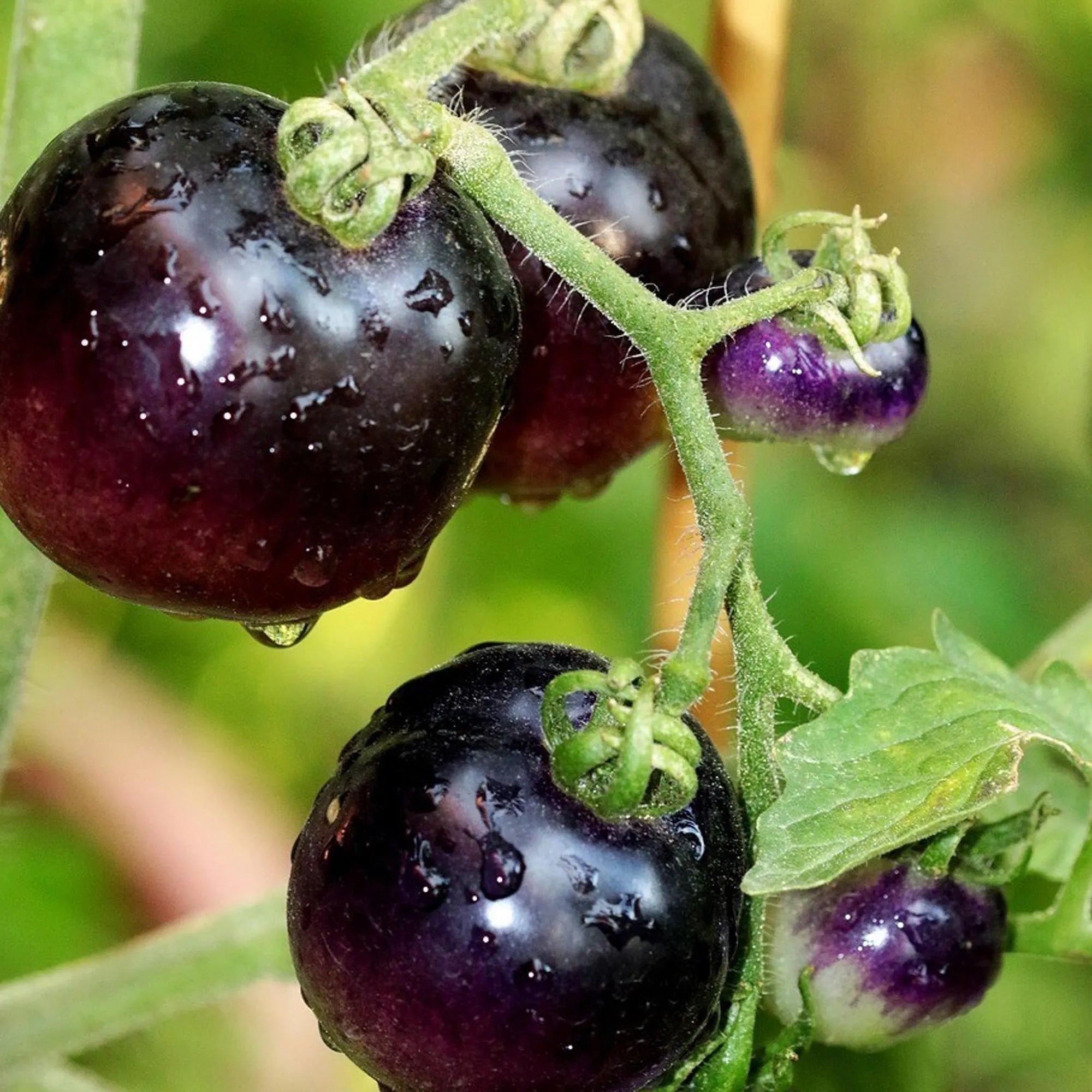 10/50/100 Seeds European Black Cherry Tomato, Heirloom, Indeterminate, Sweet and Rich Flavor, Non-GMO, Garden Favorite,Easy to Grow,Garden Favorite(10 Seeds)