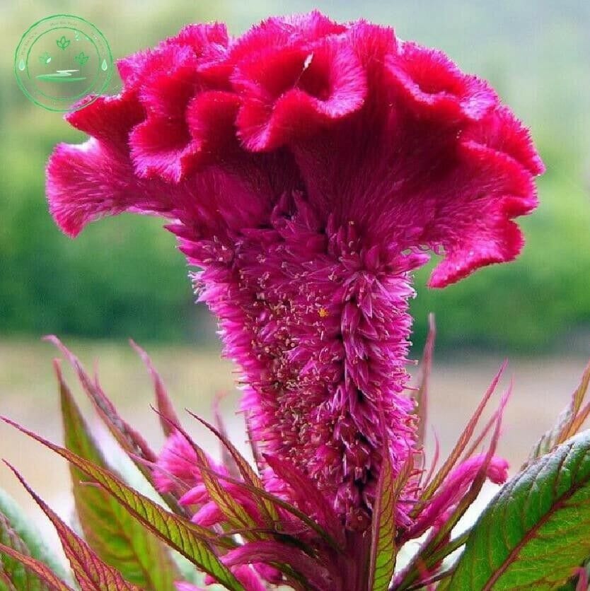Bulk Seed 10/50/100 Giant Cockscomb Seeds Celosia Cristata For Garden(10 Seeds)
