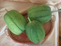 Rare Find! 2/10/20 APPLE LUFFA F1 Seeds; very sweet can be eaten raw; mini Taiwan loofah; high yield(2 Seeds)