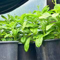 Water Leaf Seeds Organic Efo Gbure Seeds (60+ Seeds) – Waterleaf Vegetable for Nutritious Stews | Ceylon Spinach | Philippine Spinach(60 Seeds)