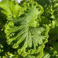 Mustard green wave heirloom  seed. 40/200/400(40 Seeds)