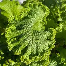 Mustard green wave heirloom  seed. 40/200/400(40 Seeds)