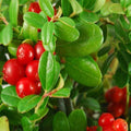 Cranberry Seeds - 20 Pcs Perennial, Easy to Grow  Low Maintenance, Fruit Seeds for Planting Nutrient-Rich Berries with Purple Blooms for Pollinator Gardens  Container Displays(20 Seeds)