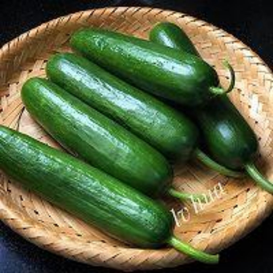 6/30/60 PCS - Beit Alpha Persian Cucumbers Seeds (Cucumis Sativus) – a.k.a Lebanese Organic Cucumber Vegetable Garden Seeds – F1 Hybrid(6 Seeds)