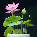 5/25/50 Seeds | Mixed Color Lotus Seeds for Planting, Beautiful Water Plants for Ponds, Rare Aquatic Flowers, Easy to Grow Lotus, Garden Gifts(5 Seeds)