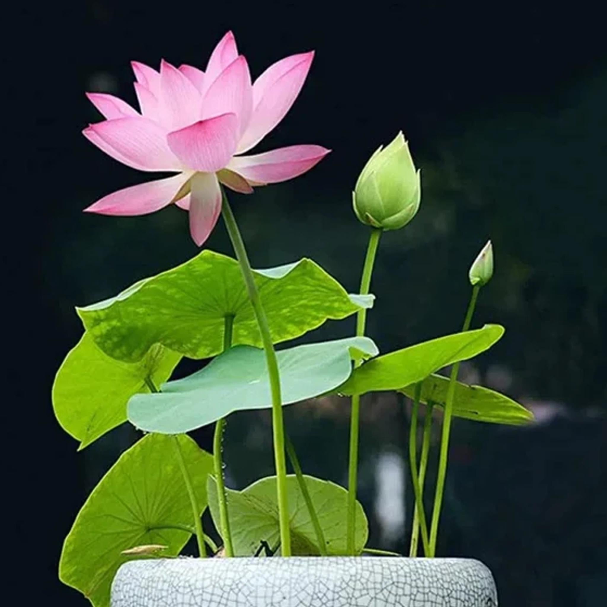 5/25/50 Seeds | Mixed Color Lotus Seeds for Planting, Beautiful Water Plants for Ponds, Rare Aquatic Flowers, Easy to Grow Lotus, Garden Gifts(5 Seeds)