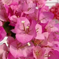 Bougainvillea ‘Silhouette’ – Live Well-Rooted Starter Plant – Colorful Tropical Vine for Garden, Patio, or Hanging Basket(21 Seeds)