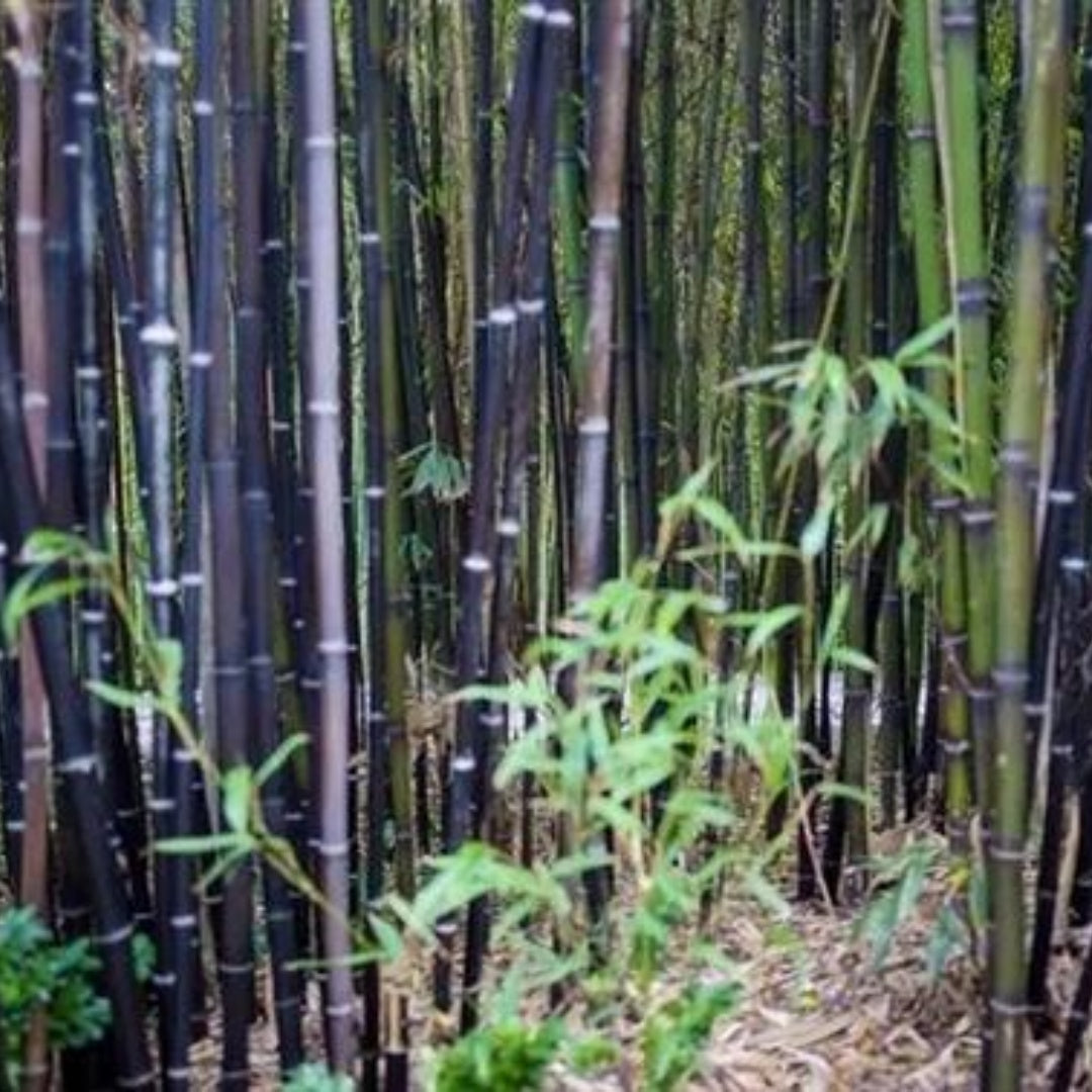 40+ Timor Black Bamboo Privacy Garden Clumping Exotic Seeds(40 Seeds)