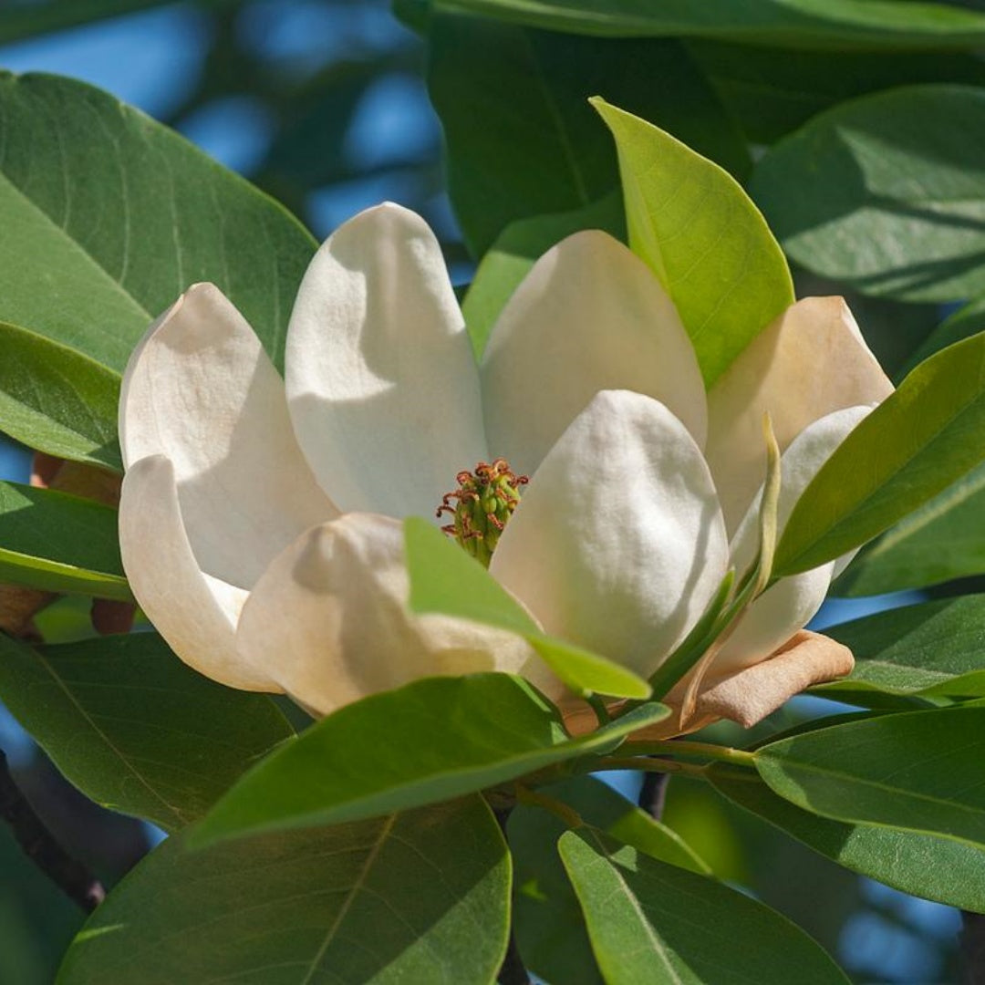 Sweetbay Magnolia Tree – Live Laurel Magnolia in Quart Pot, Fragrant Flowering Ornamental Tree(10 Seeds)