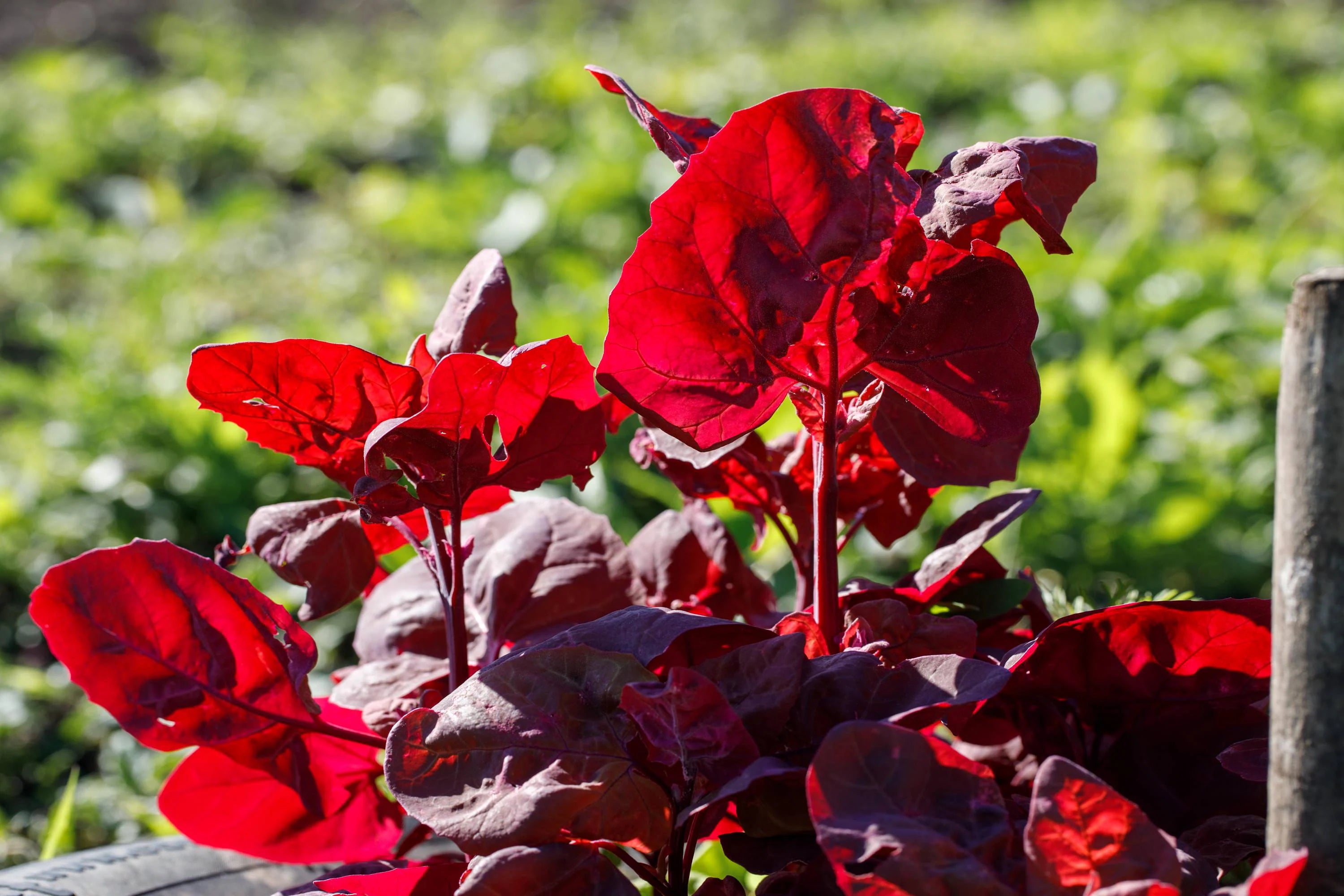 Red Orach Seeds French Spinach for Garden, Atriplex Hortensis Seeds, Tracking Included(20 Seeds)