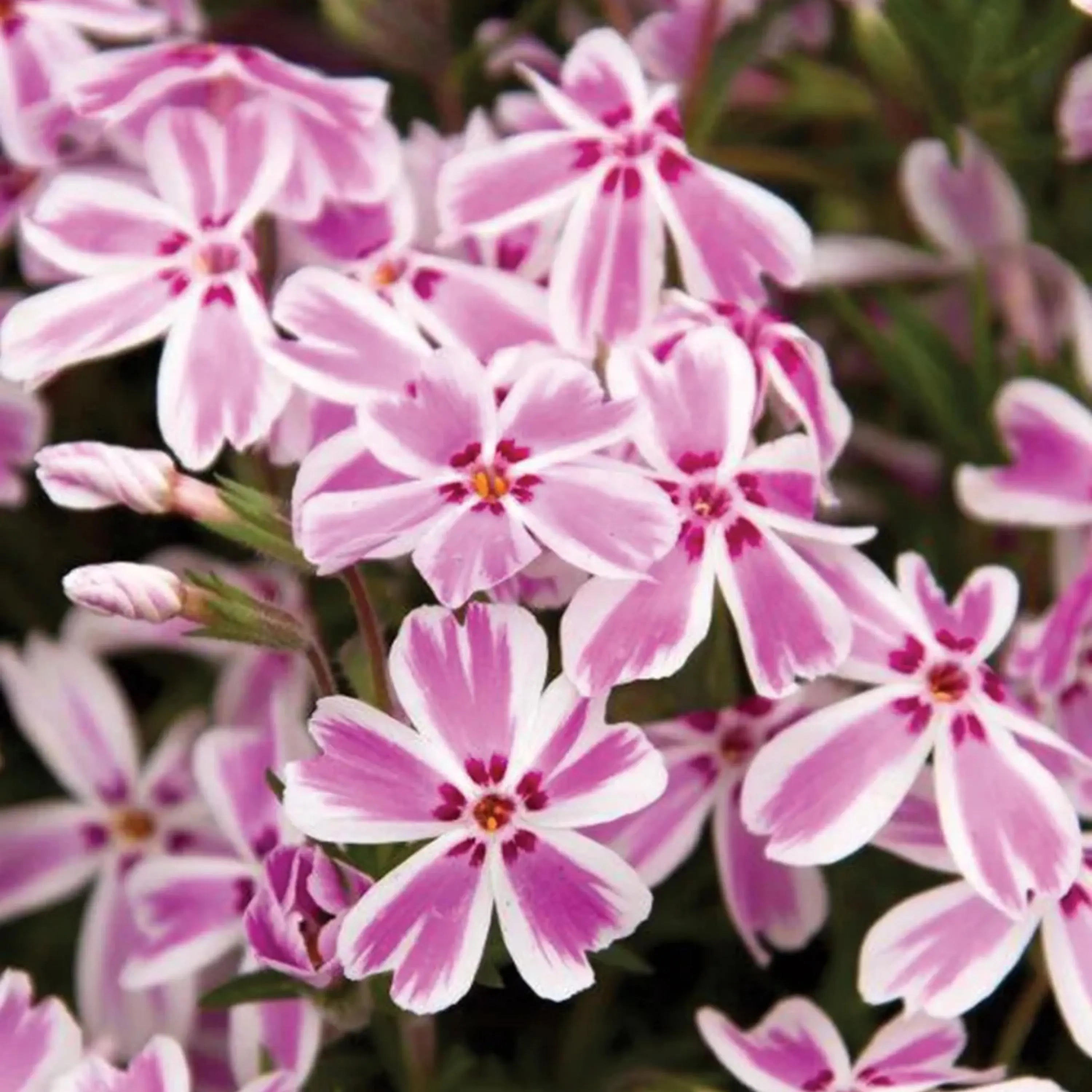 Candy Stripe Creeping Phlox Seeds - Cold Resistant - Drought Resistant - Evergreen -Fast Growing - Potted - Plant in early Spring/Fall(10 Seeds)