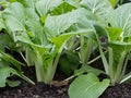 Pak Choi Seeds, Pak Choi Seeds to grow in your home garden, Also known as Bok Choi or Chinese Cabbage.(40 Seeds)