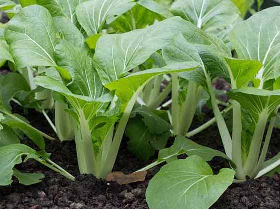 Pak Choi Seeds, Pak Choi Seeds to grow in your home garden, Also known as Bok Choi or Chinese Cabbage.(40 Seeds)