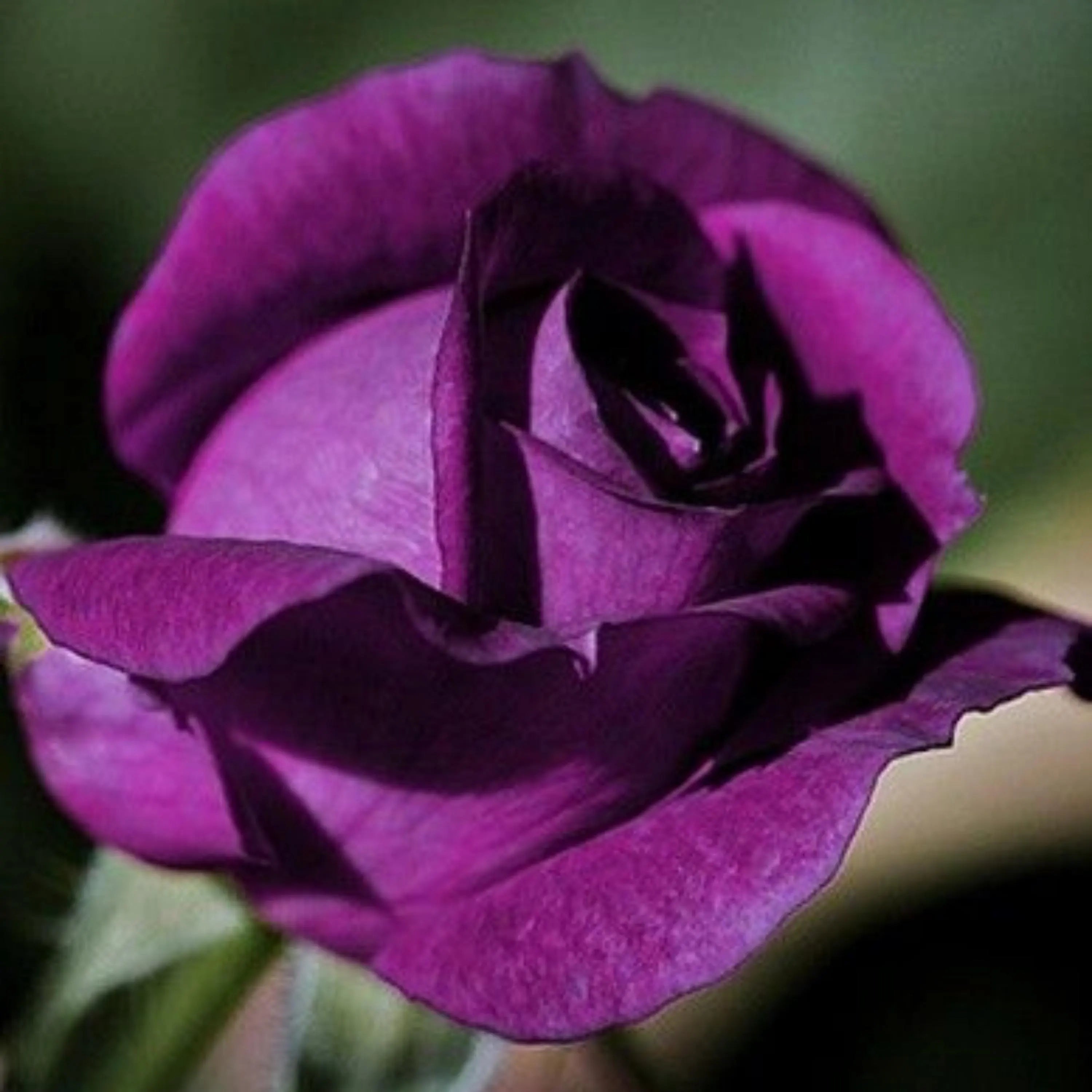 2/10/20 Seeds | Dark Purple Rose Seeds - Perennial - Authentic Seeds - Mix Seeds - Late Winter to Early Spring Planting Time(2 Seeds)