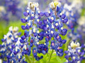 Texas Blue Bonnet Lupine Seeds- Lupinus - bluebonnet - Authentic - Organic - Heirloom - Flower Seeds - Mix Seeds to Plant(100 Seeds)