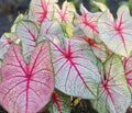 Variegated Coleus Seeds: Green, White, and Red Foliage (20/100/200+ Non GMO Heirloom Seeds)(20 Seeds)