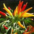 Medusa micro pepper 5/25/50 fresh organic seeds for the 2025 growing season(5 Seeds)
