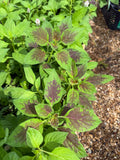 Lagos Spinach Seeds – Fast Growing African Leafy Vegetable – Nutritious Heat-Tolerant Greens(5 Seeds)