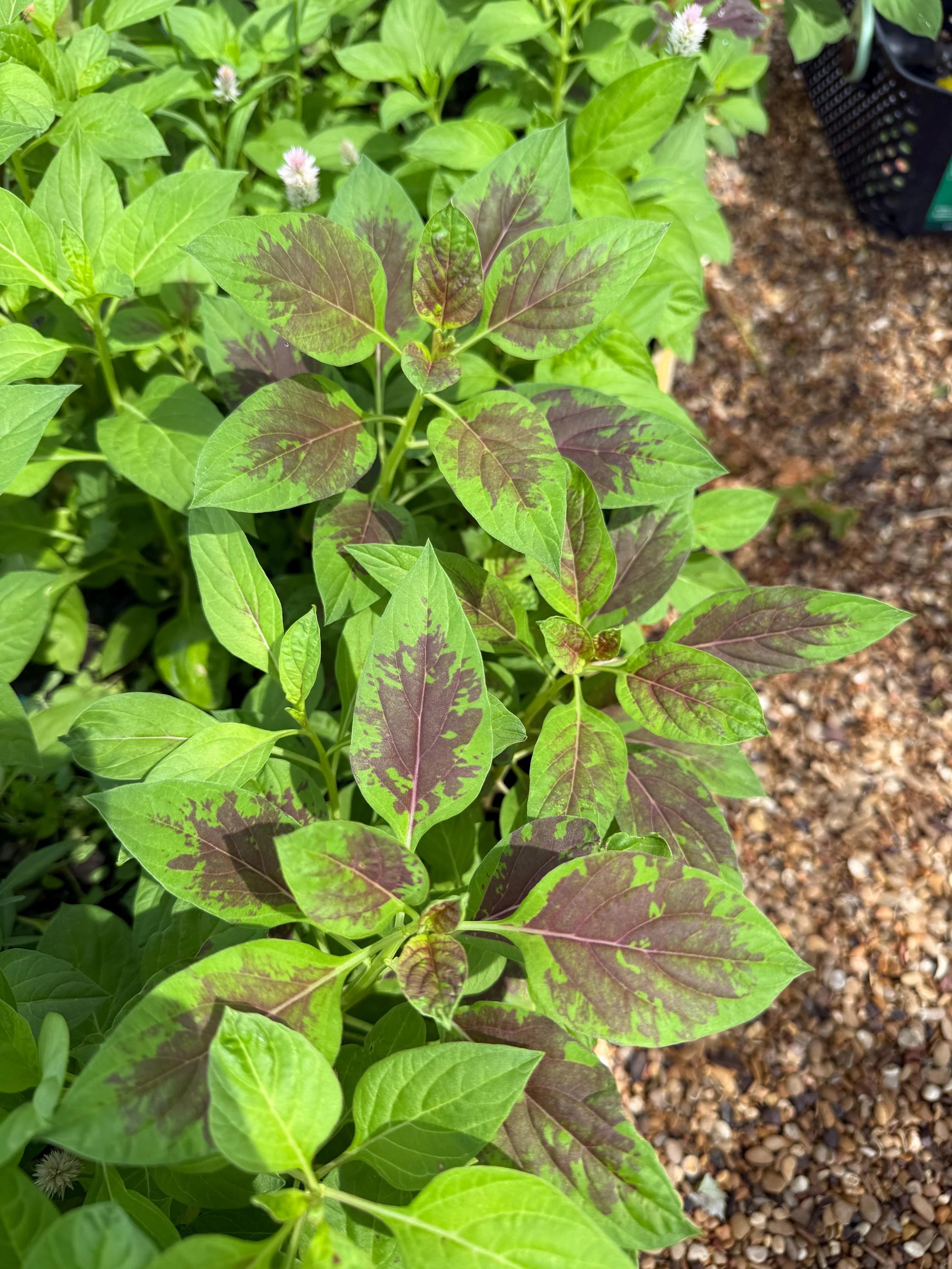 Lagos Spinach Seeds – Fast Growing African Leafy Vegetable – Nutritious Heat-Tolerant Greens(5 Seeds)