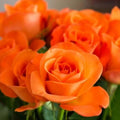Orange Rose Seeds  - Perennial - Authentic Seeds - Flowers - Easy To Grow - Climbing - shrubs - Rose Garden(20 Seeds)