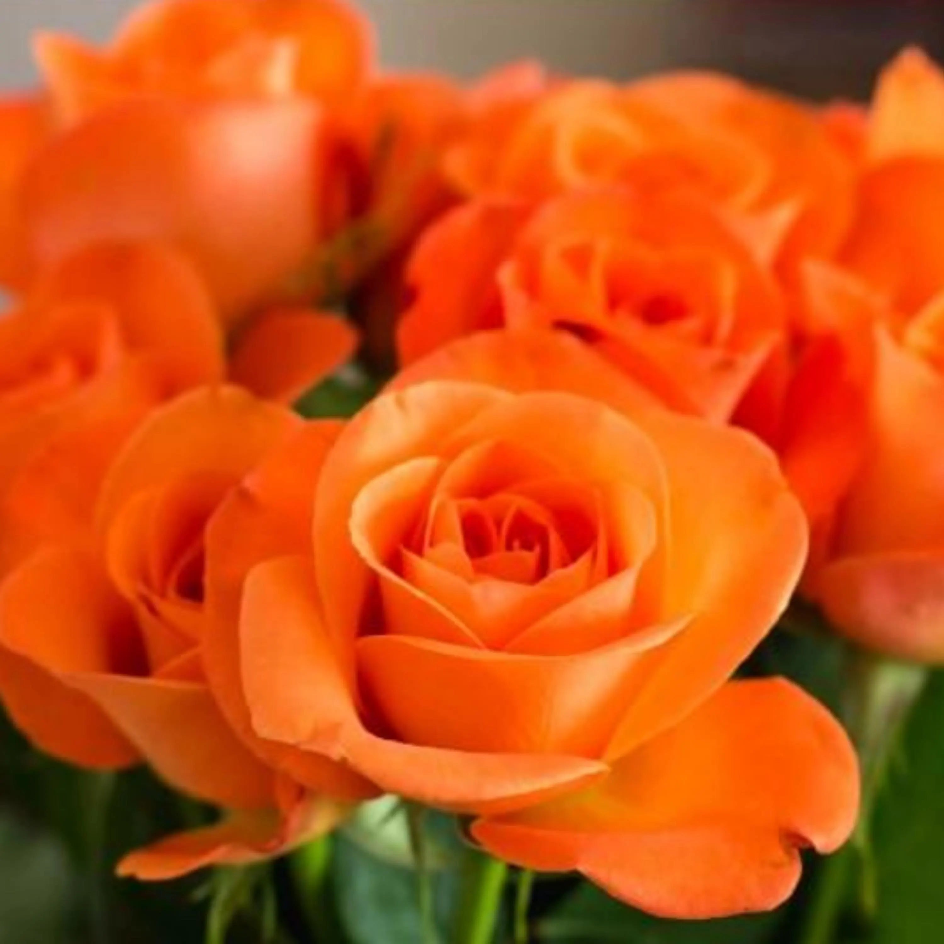 Orange Rose Seeds  - Perennial - Authentic Seeds - Flowers - Easy To Grow - Climbing - shrubs - Rose Garden(20 Seeds)