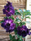 Desert Rose Seeds for Planting Outdoors- 20/100/200pcs+ Perennial Exotic Tropical Rose Flower Planting Non-GMO Heirloom(20pcs)
