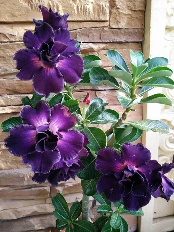 Desert Rose Seeds for Planting Outdoors- 20/100/200pcs+ Perennial Exotic Tropical Rose Flower Planting Non-GMO Heirloom(20pcs)