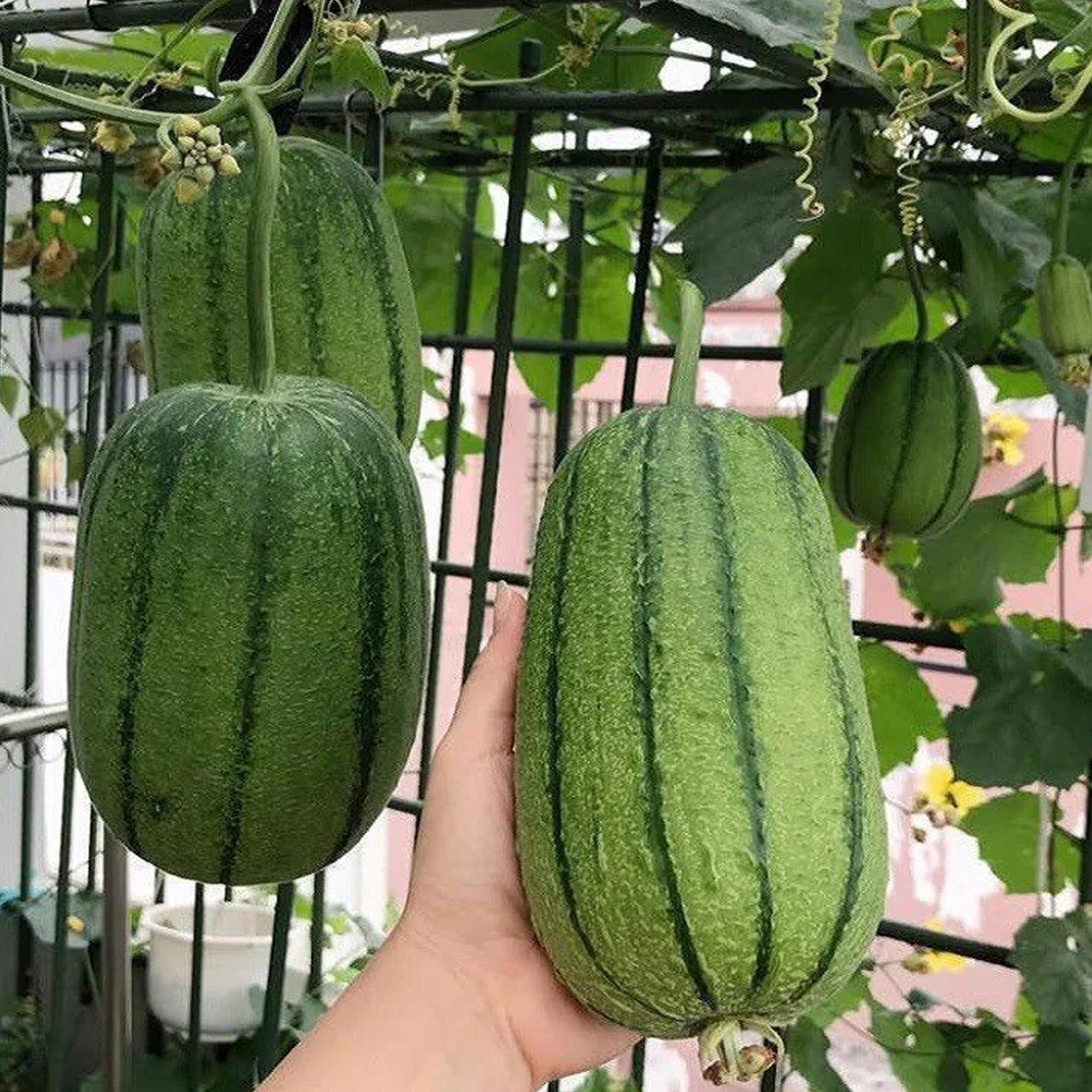 5+ Apple Luffa Seeds – Unusual Round Gourd for Eating or Drying, Edible Young  Sponge When Mature, Fun Garden Curiosity Plant(5 Seeds)