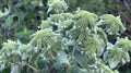 Koelle;s Mountain Mint Seeds ~Pycnanthemum muticum~ Blunt Mountain-Mint ~Eastern Native ~ Hardy Perennial ~ Silver-frosted Beauty ~(10 Seeds)