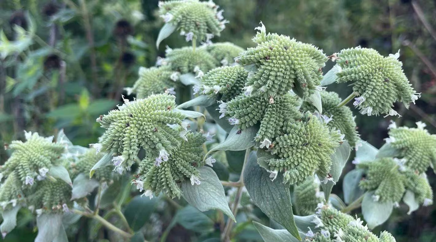 Koelle;s Mountain Mint Seeds ~Pycnanthemum muticum~ Blunt Mountain-Mint ~Eastern Native ~ Hardy Perennial ~ Silver-frosted Beauty ~(10 Seeds)