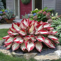 White  Red Hosta Seeds: Perennial Garden Bonsai - Pollinator Friendly(40 Seeds)