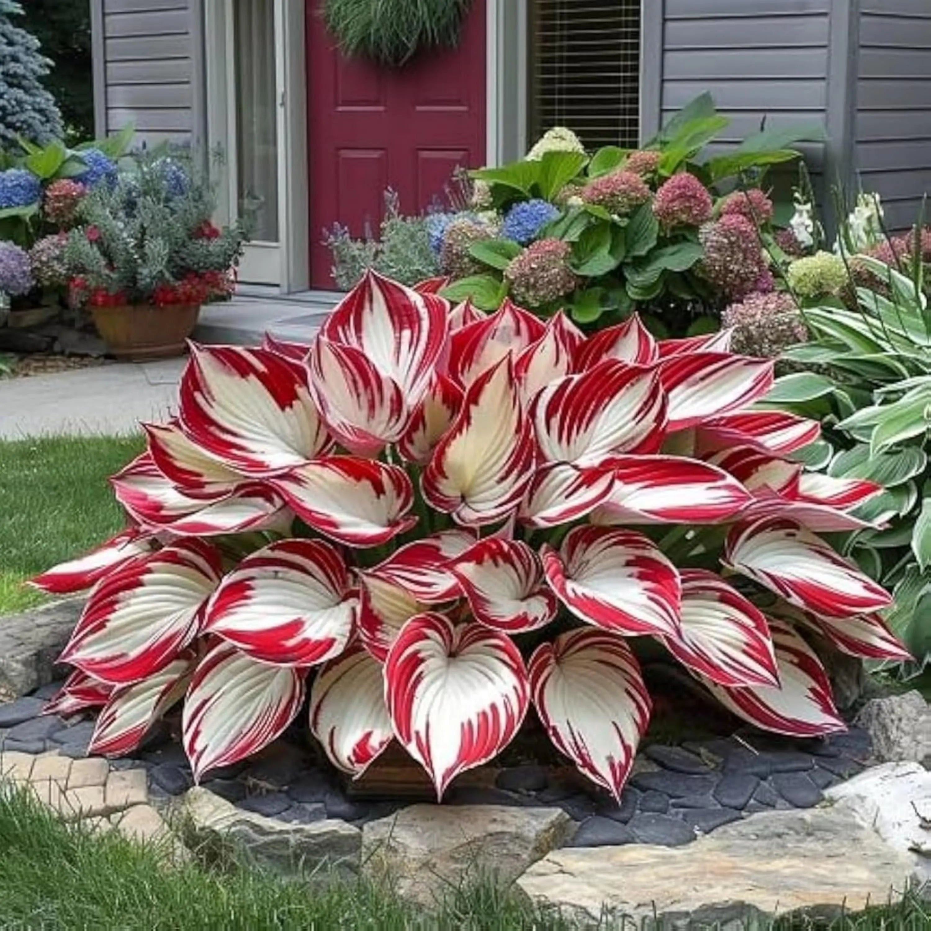 White  Red Hosta Seeds: Perennial Garden Bonsai - Pollinator Friendly(40 Seeds)