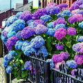 Blue Pink Purple Hydrangea Seeds: Perennial Garden Flowers(2 Seeds)