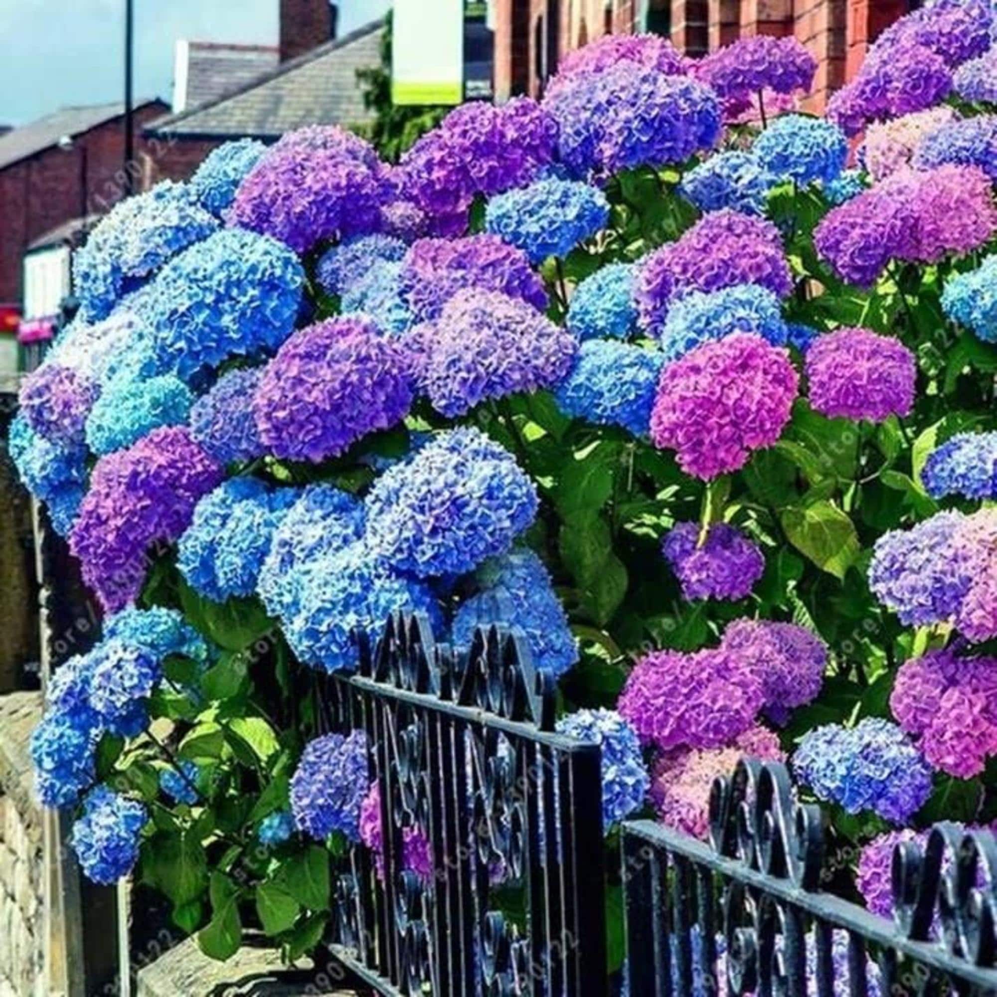 Blue Pink Purple Hydrangea Seeds: Perennial Garden Flowers(2 Seeds)