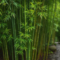 10/50/100 Stone Bamboo Seeds Privacy Garden Clumping Exotic Seeds(10 Seeds)