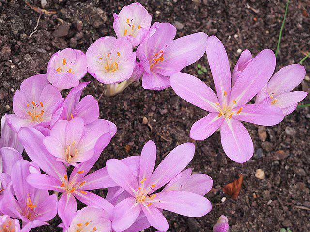 Colchicum autumnale | Autumn Crocus | 2/10/20 Seeds(2 Seeds)