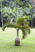 3/15/30 Bottle Palm Seeds Hyophorbe Lagenicaulis | Tropical Tree Seeds | Exotic Garden Plant | Non-GMO | Easy to Grow | CZ Grain USA(3 Seeds)