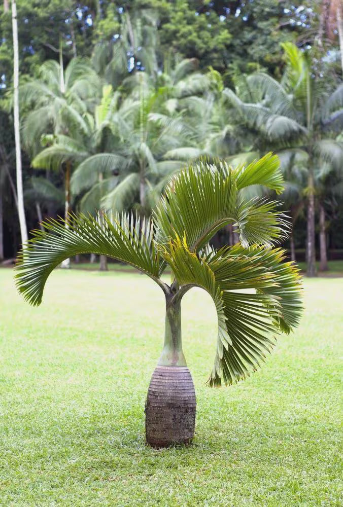 3/15/30 Bottle Palm Seeds Hyophorbe Lagenicaulis | Tropical Tree Seeds | Exotic Garden Plant | Non-GMO | Easy to Grow | CZ Grain USA(3 Seeds)