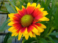 10/50/100+ BLANKET FLOWER SEEDS | Butterflies Perennial Wildflower, Free Shipping!(10 Seeds)