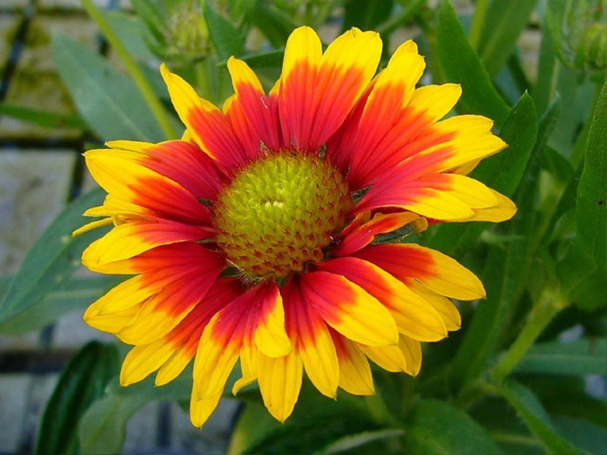 10/50/100+ BLANKET FLOWER SEEDS | Butterflies Perennial Wildflower, Free Shipping!(10 Seeds)