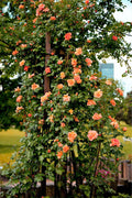 1/6/12 ORANGE CLIMBING ROSE Rosa Bush Vine Climber Fragrant Butterfly Flower Seeds(1 Seeds)