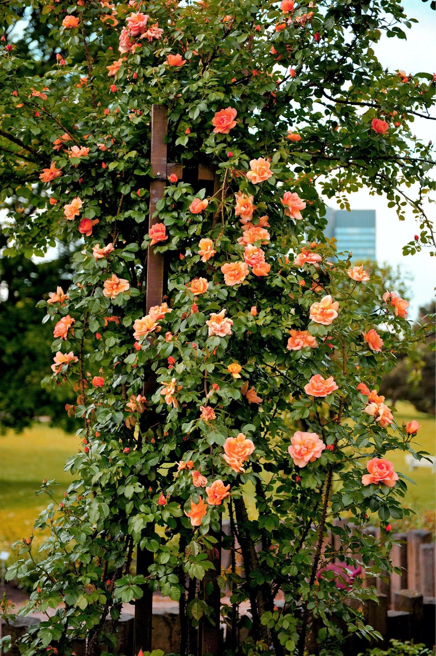 1/6/12 ORANGE CLIMBING ROSE Rosa Bush Vine Climber Fragrant Butterfly Flower Seeds(1 Seeds)