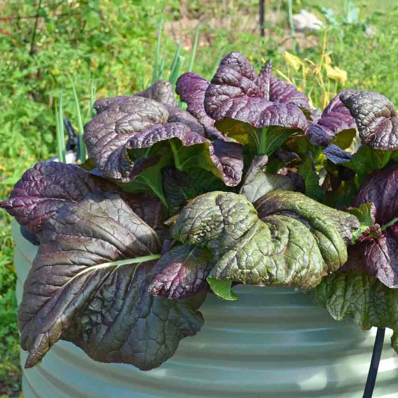 Mustard Red giant mustard heirloom seed 40/200/400(40 Seeds)