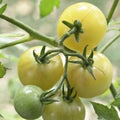 5/25/50 White Cherry tomato seeds - Sweet and juicy - Grown in USA ! Unique ! Specialty ! Heirloom !(5 Seeds)