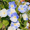10/50/100 Flying Saucers Morning Glory Flower Seeds(10 Seeds)