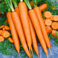 Carrot Tendersweet Seeds 200/1000/2000+ Vegetable Garden NON-GMO(200 Seeds)