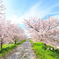 Omaro-Ariake Japanese Flowering Cherry Tree (Prunus Serrulata;Omaro-Ariake;) Seeds(20 Seeds)